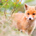 Two prefectures abandon night shootings of red foxes