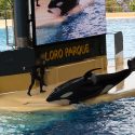 Face aux annonces de Barbara Pompili, Loro Parque ment sur les delphinariums… Quelle surprise !