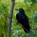 The courts have recognised that ravens and crows in Jura were illegally massacred in summer 2022