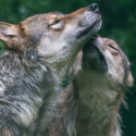 Une tuerie exponentielle de loups autorisée en France