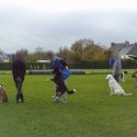 Dressage de chiens: solidarité de centaines d’éducateurs canins