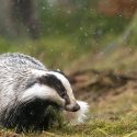 In Corrèze, the prefectural decree on badger digging was illegal