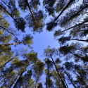 The name of the world is forest*