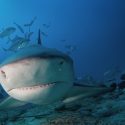 Victoire pour les requins de La Réunion : la préfecture abandonne leur pêche en zone protégée