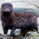 Stop mink farming in France!