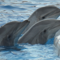Farms for dolphins in France?