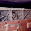 Monkeys on cargo carrier to arrive in USA today