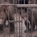 Russia: Bears to be used to train hunting dogs