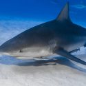 Non à la pêche aux requins dans les zones  de protection renforcée 2A de la réserve marine !