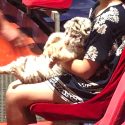 Au parc Saint-Paul, bébé tigre et jeune public en danger!