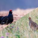 One Voice in court for mountain Galliformes!