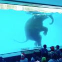 Forced to swim under the glare of onlookers for a captive elephant