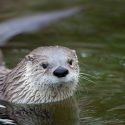 La réserve naturelle nationale des Ramières ne doit pas être rouverte à la chasse!