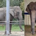 After more than 40 years in the circus and of inaction from public powers, Dumba the elephant has died