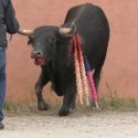 One Voice against bullfighting: coordinated action in thirteen regions!