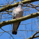 Wood pigeons in the Pyrenees: migratory birds still in the firing line