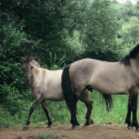 Tarpan and the ecological balance