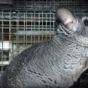 Croatia bans fur farms!