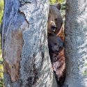 One Voice fait suspendre tous les arrêtés préfectoraux permettant l’effarouchement des ours bruns en Ariège !