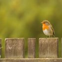 Le braconnier d’oiseaux condamné ! One Voice victorieuse