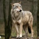 L’extermination des loups programmée en France et en Europe ?