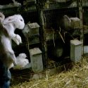 Le ministère public nie la souffrance des lapins angoras lors de leur épilation à vif: une honte!