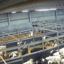 Remanded in custody for filming in the Sobeval calf slaughterhouse, the supplier to the luxury goods industry.