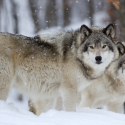 Simulacre de démocratie sur le Plan Loup!