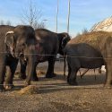 A punch, an electric shock: Kamala, Mina and Lechmere exploited when parading in the circus tent