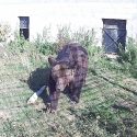 Hearing in Blois on 12 May 2021 for acts of cruelty on the Poliakovs’ animals