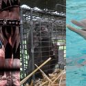 Wild animals in captivity:  very vague measures