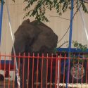 One Voice is at the administrative court in Marseille on Wednesday 26 May at 10am for Samba the elephant