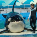 Lolita, the Orca who kept hoping