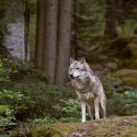 Loups : le bras de fer avec l’État français continue