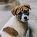 Yulin 2017, no truce
