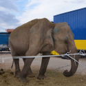 Rally for the elephant Maya: let us hear about her suffering!