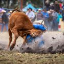 We will never say yes to televised rodeo in France !