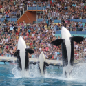 What does the future hold for the orcas of Antibes?