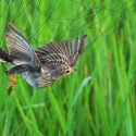 For the birds: One Voice against the Ministry of Ecological and Solidarity Transition at the State Council, Monday December 17th