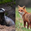 Underground hunting with hounds: One Voice at work to defend foxes and badgers