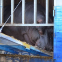 Jumbo, a hippopotamus at the bottom of the abyss