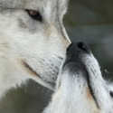 Le monde selon les loups