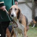 Extension d’une prison géante pour chiens « de chasse à courre » en Vendée : c’est non !