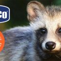 Chicco obtient le label Fur Free Retailer !