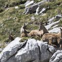 An advantageous decision for 160 ibex in Bargy!