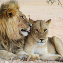 Eco volunteers diverted in favour of the trophy hunting of big cats
