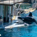 Orques à Marineland: One Voice obtient qu’une expertise indépendante soit ordonnée!