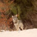 Jura, Alpes-de-Haute-Provence : face aux préfets, One Voice au secours des loups