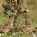 Chasse des perdrix grises : transformer l’essai dans les Pyrénées-Atlantiques !