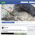 Pendant le confinement, les massacres de sangliers se visionnent en ligne !